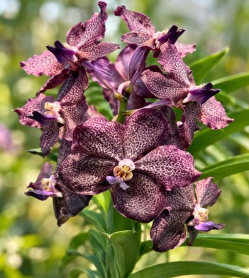 Vanda Corneels Cilliers