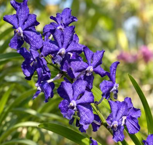 Vanda Blue Finch