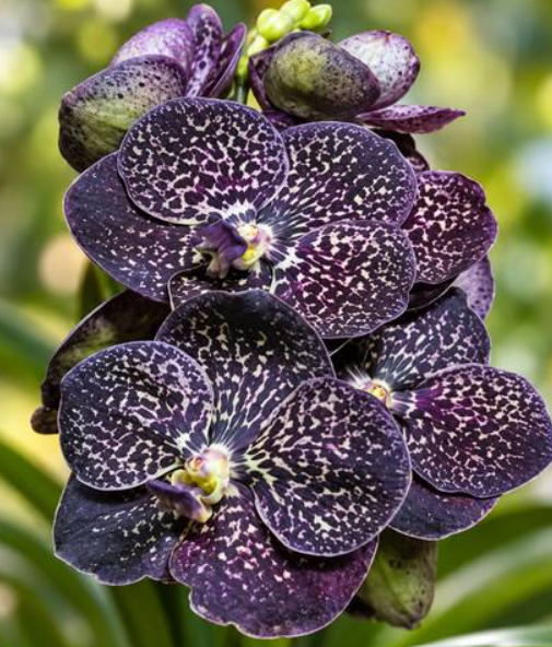 Vanda (Gordon Dillon x Kulvadee Fragrance)38