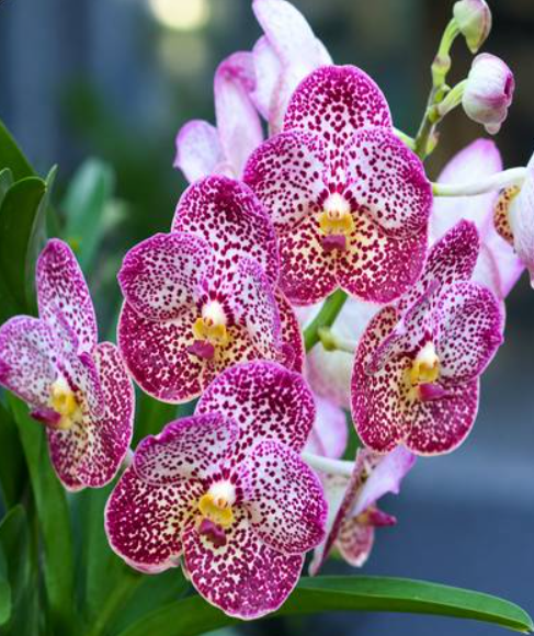 Vanda Oranooch 15