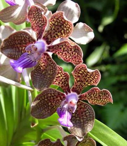 Vanda Mimi Palmer Brown