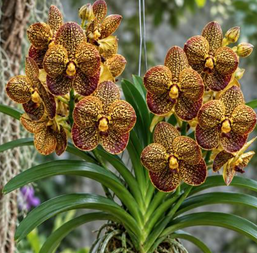 Vanda Thanthai 22