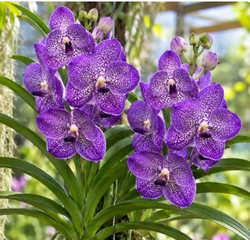 Vanda Banjong Sky Blue