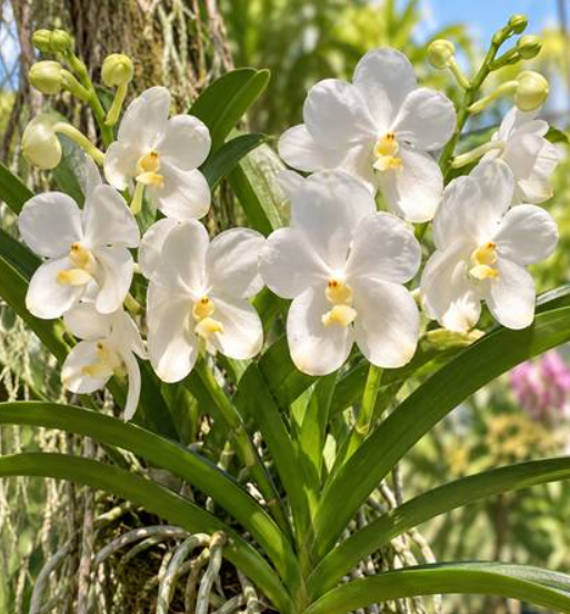 Vanda Nopporn White Diamond