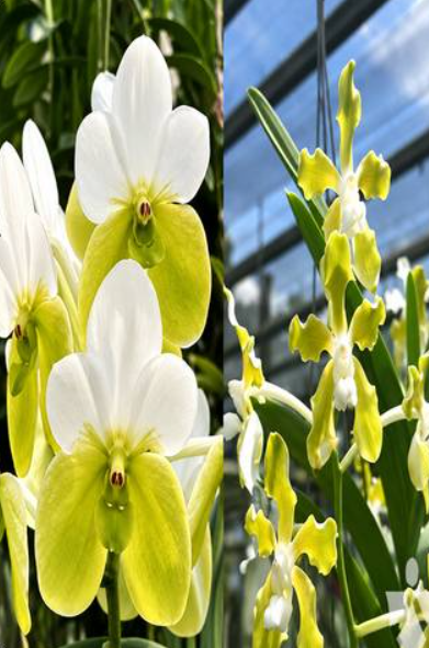 Vanda sanderiana alba x tessellata alba