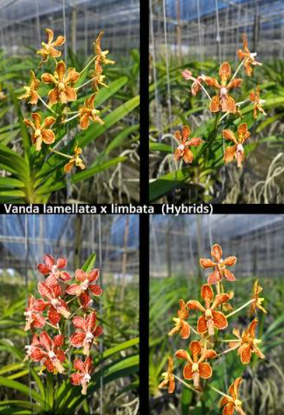 Vanda lamellata x limbata