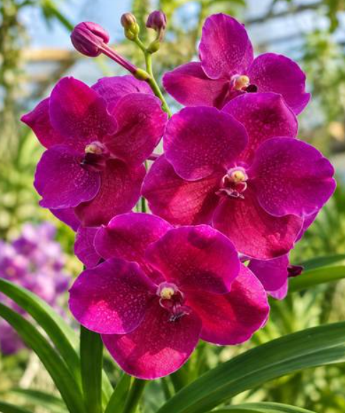 Vanda Boonsern Delight Pink