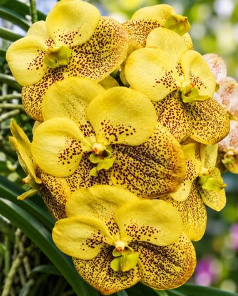 Vanda Sanchai Gold Spot 310