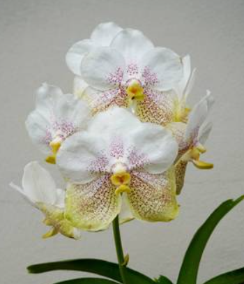 Vanda Nakornsawan Belle x Tubtim Velvet