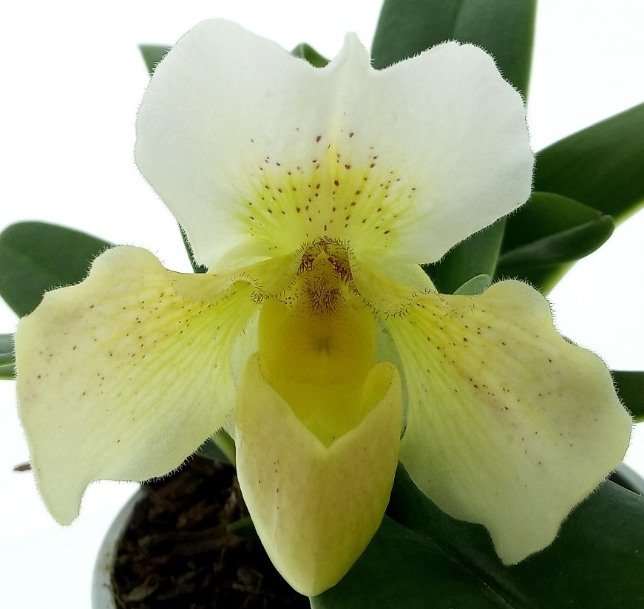 Paphiopedilum Rosy Dawn