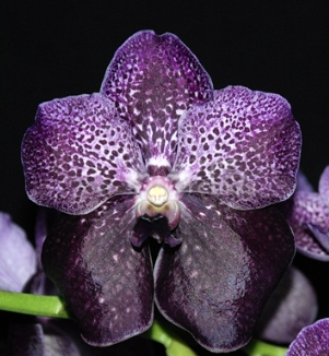 Vanda Robert Delight `Black`