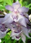 Acacallis cyanea x Paradisanthus micranthus