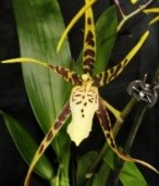 Miltassia Toskana