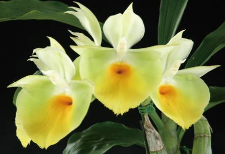 Catasetum pileatum Oro Verde