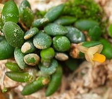 Dendrobium lichenastrum