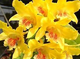 Dendrobium lowii