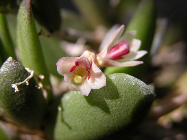 Dendrobium rigidum