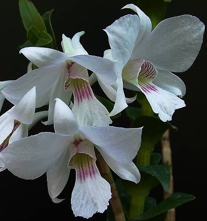 Dendrobium sanderae