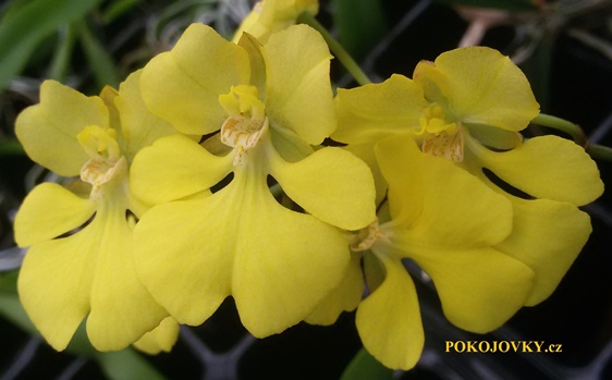 Oncidium onustum