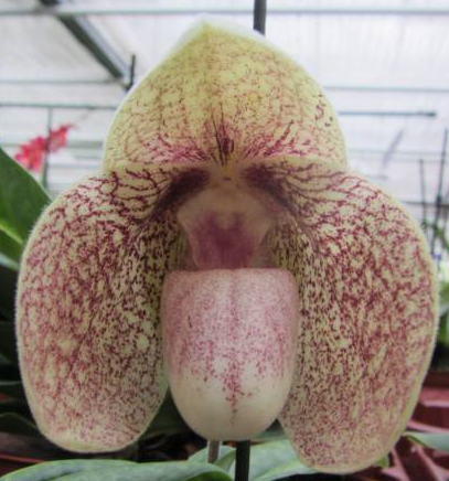 Paphiopedilum hangianum x bellatulum (Karl Ploberger)