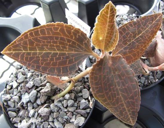 Anoectochilus reinwardtii