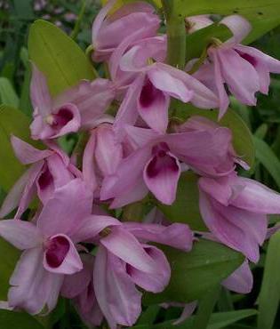 Dendrobium nobile