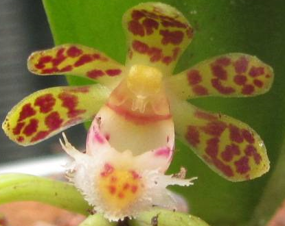 Gastrochilus sororius