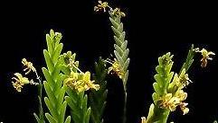 Lockhartia oerstedii