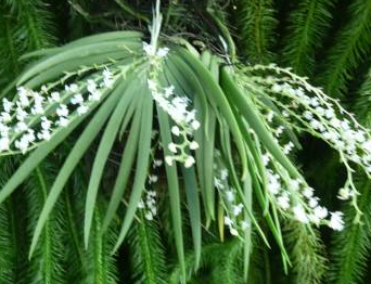 Ornithocephalus iridifolius