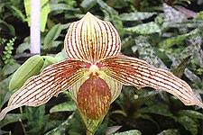 Paphiopedilum Alexej (hangianum x rothschildianum)