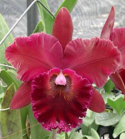 Brassolaeliocattleya Chia Lin P.C.T. (FCC/OSROC)