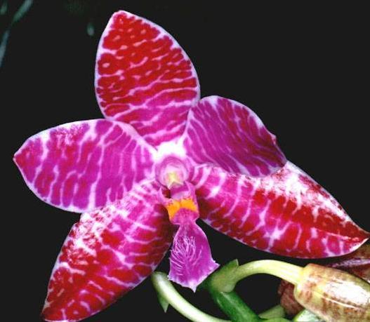Phalaenopsis lueddemanniana