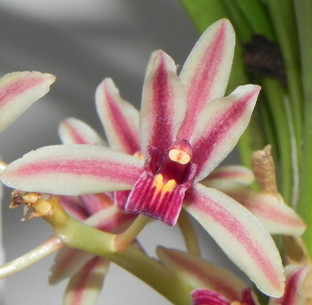 Cymbidium bicolor
