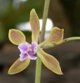 Encyclia maderoi