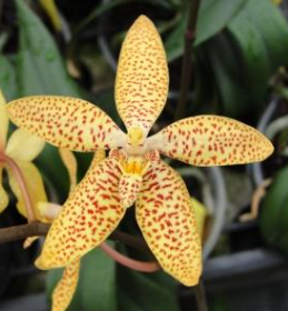 Renanthopsis Mildred Jameson`Bonsall´
