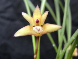 Maxillaria cerifera