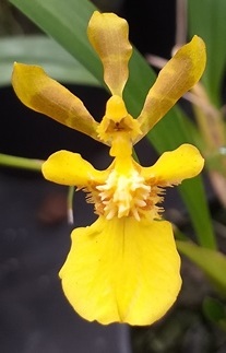 Oncidium longipes