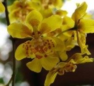 Oncidium pulvinatum