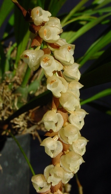Pholidota imbricata