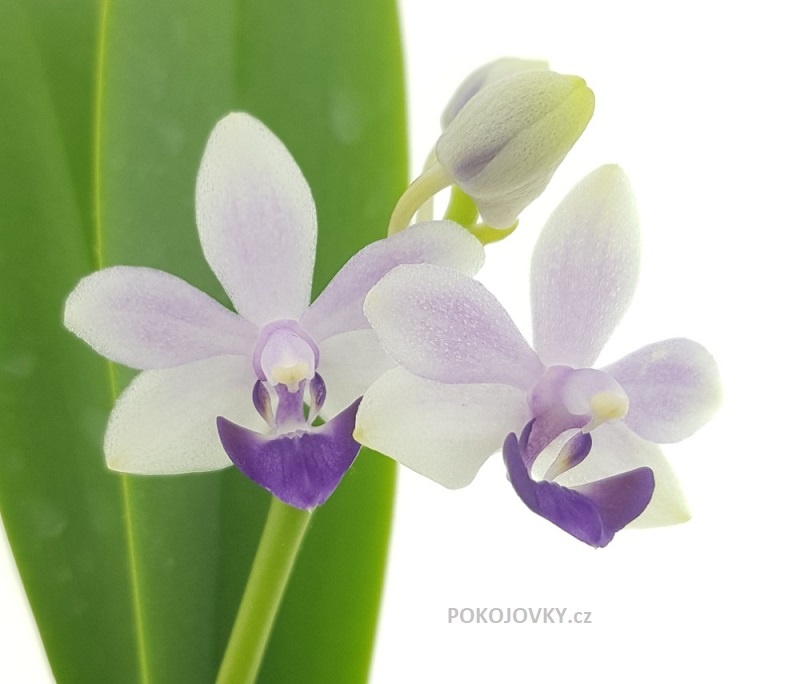 Phalaenopsis Tzu Chiang Sapphire 