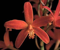 Laelia angereri