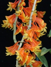 Dendrobium chrysopterum