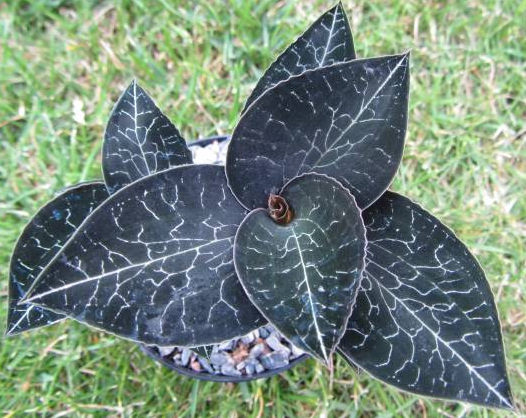 Anoectochilus species