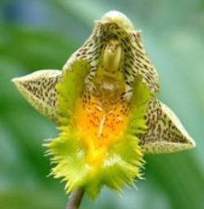 Catasetum fimbriatum Golden Horizon
