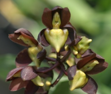 Catasetum tenebrosum