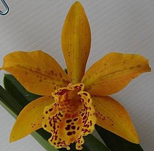 Brassolaeliocattleya Copper Queen Ruby Lip HCC/AOS