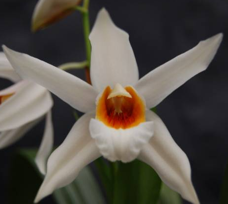 Coelogyne Mem. W. Micholitz