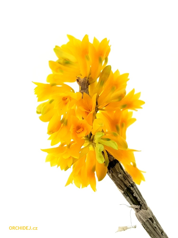 Dendrobium bullenianum