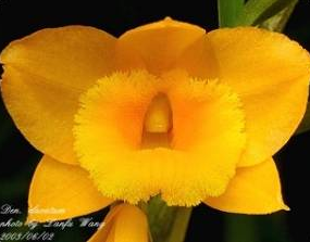 Dendrobium chryseum