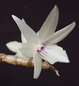 Dendrobium ceraula